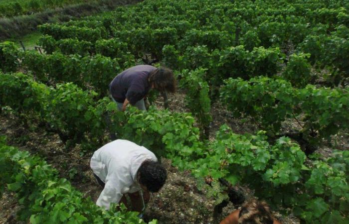 un an et six mois de prison pour un père et son fils marocains