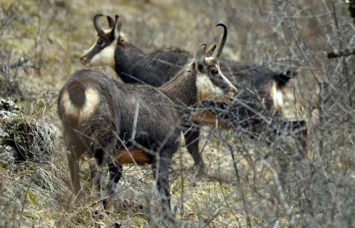 Les défenseurs de la nature protestent contre le massacre prévu de 500 chamois dans le Doubs