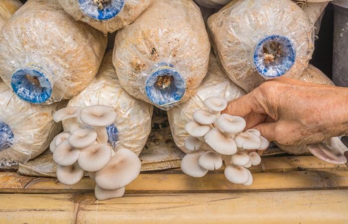 une étude révèle le potentiel des déchets dans la production de champignons !