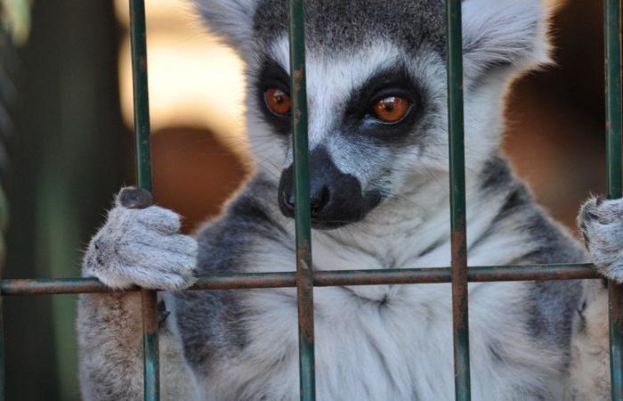 «Animaux se baignant dans leurs excréments», «mortalité importante»… le directeur d’un zoo de Gironde condamné pour maltraitance animale