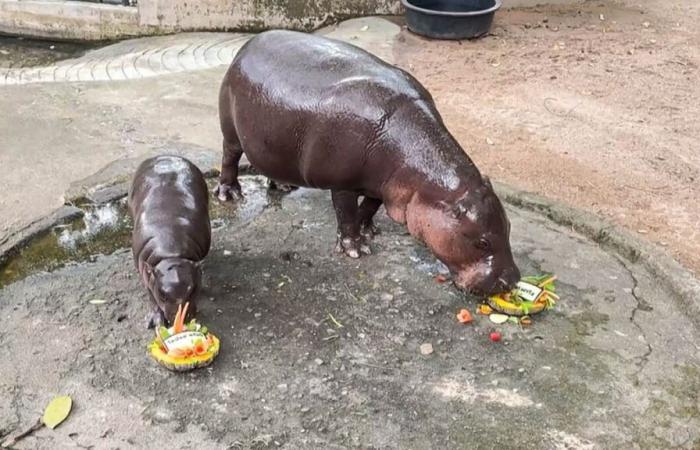 La star d’Internet Hippo prédit la victoire de Trump