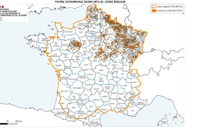 Un foyer de fièvre catarrhale apparaît aux portes de l’Aveyron, la zone réglementée étendue à tout le département