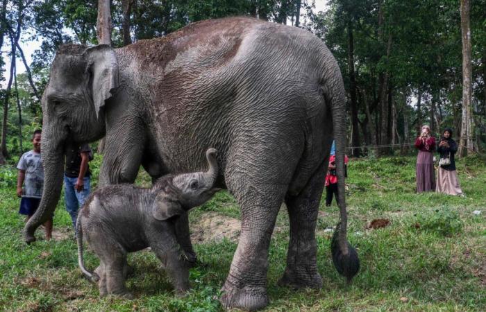 Naissance d’un éléphant de Sumatra en Indonésie, événement rare pour une espèce en danger critique d’extinction