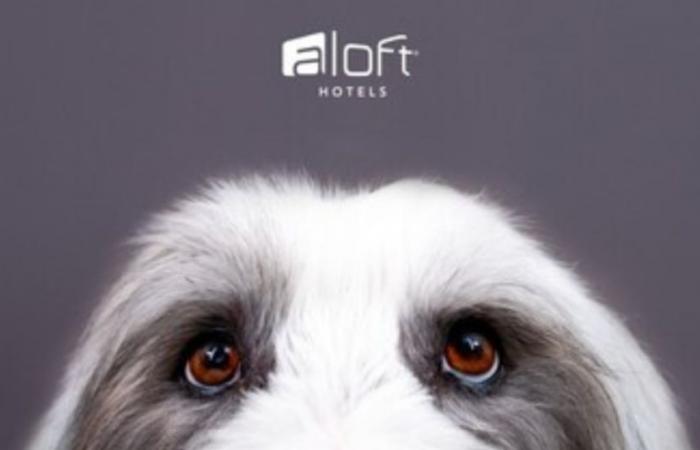 Aloft Milwaukee Downtown accueillera « No Watch Pawties » ce soir