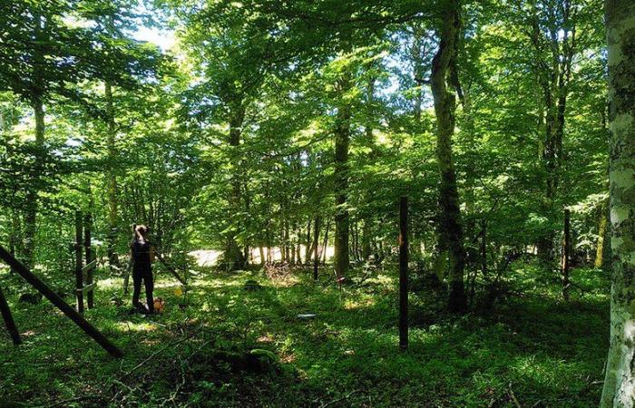 Quel est l’impact des cerfs sur les forêts et prairies de l’Aubrac ? Des études pour le mesurer