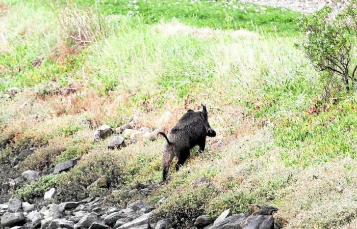 Un sanglier aperçu en plein jour dans le centre ville de Loctudy