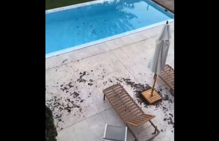 La femme d’un footballeur insultée parce qu’elle était bouleversée par son jardin couvert de feuilles