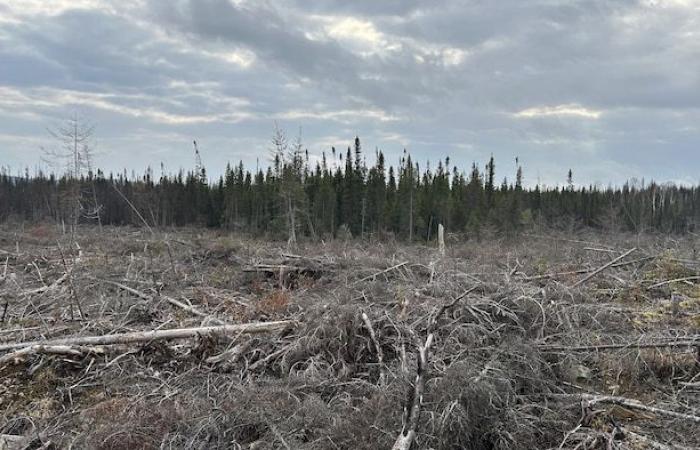 Un contrat pour abattre des arbres brûlés qui n’ont jamais brûlé