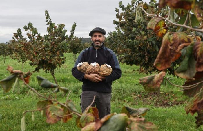 les amandes peuvent-elles être la solution miracle ?