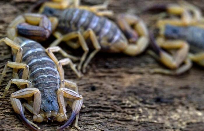 Le scorpion est désormais l’animal venimeux le plus meurtrier du Brésil