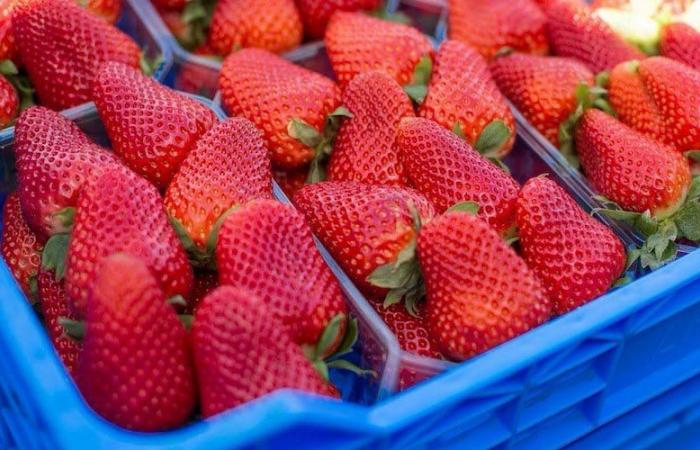 Intermarché interdit les fraises marocaines