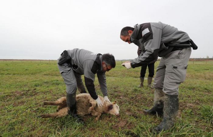 Le loup a-t-il attaqué des moutons en Charente-Maritime ?