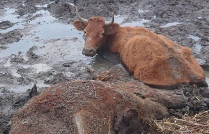 Leur impossible sauvetage, 35 bovins sauvages abattus dans les marais de Loire-Atlantique