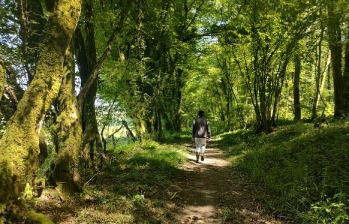 Conférences, ateliers, balades… Succombez au « chant des forêts » en Creuse