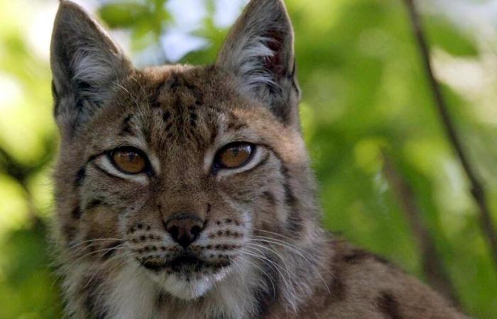 Il y a 50 ans, le lynx boréal était réintroduit en Suisse, au coeur du Creux-du-Van (NE) – rts.ch