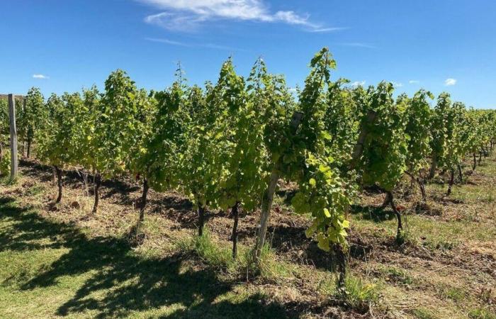 Les viticulteurs de Dordogne s’inquiètent d’un retour des taxes douanières