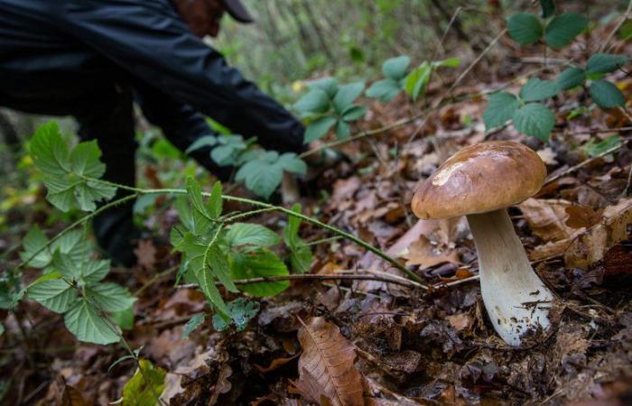 le chasseur le prend pour un sanglier et lui tire dessus, amputé d’une jambe, il témoigne