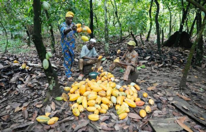 Le report de la loi européenne sur la déforestation inquiète les grands producteurs de chocolat, dont Nestlé