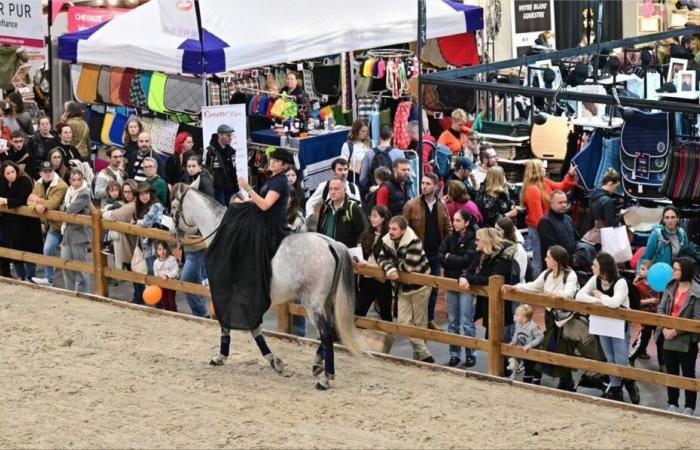 Maine-et-Loire. Plus que quelques jours avant l’ouverture du Salon du Cheval d’Angers