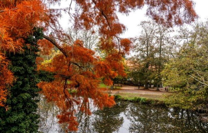 Moselle. Savez-vous comment respirent les vieux cyprès chauves de Metz ?