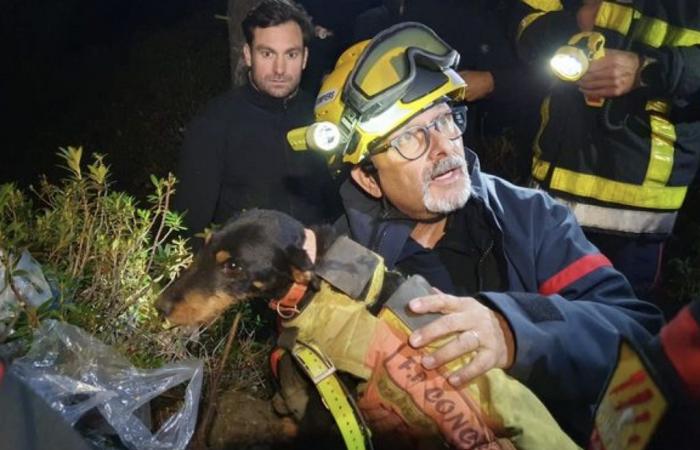 l’incroyable sauvetage d’un chien dans une cavité dans les Pyrénées-Orientales