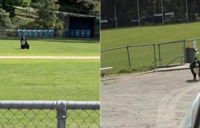 La propriétaire d’un bouvier bernois qui refuse de quitter le parc prend des mesures drastiques pour la convaincre (vidéo)