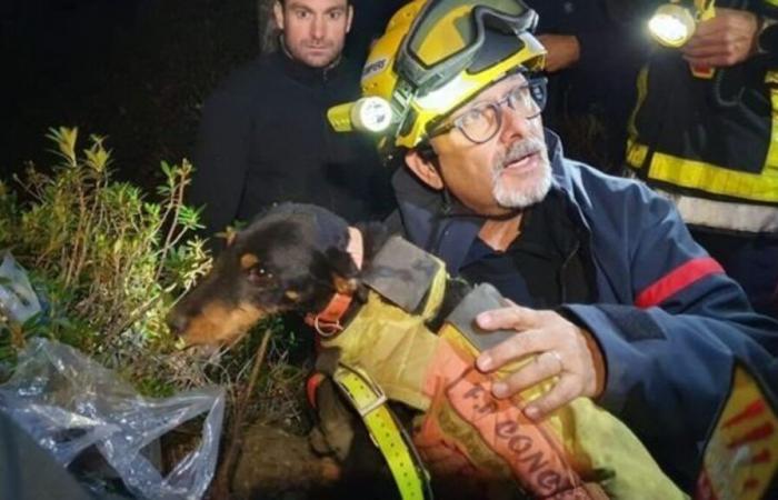 Pompiers et spéléologues… Le sauvetage spectaculaire d’un chien coincé depuis samedi dans les Pyrénées-Orientales