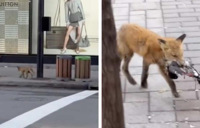 Un renard aperçu au centre-ville de Montréal fait réagir la toile