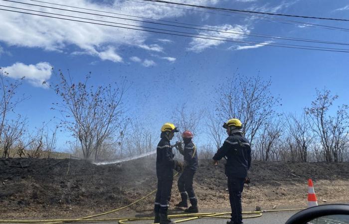 Six hectares concernés, origine volontaire probable