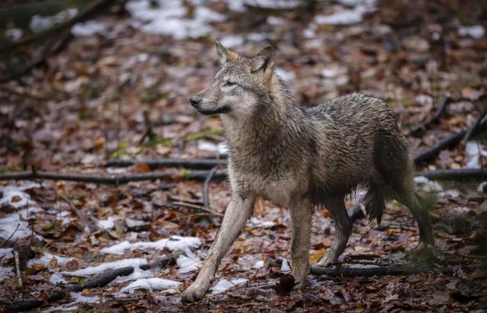 Moins d’attaques de loups mais plus d’autorisations de tir