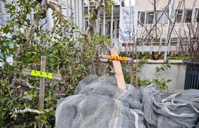 Les arboriculteurs inquiets dans les Hautes-Alpes face à « toujours plus de normes »