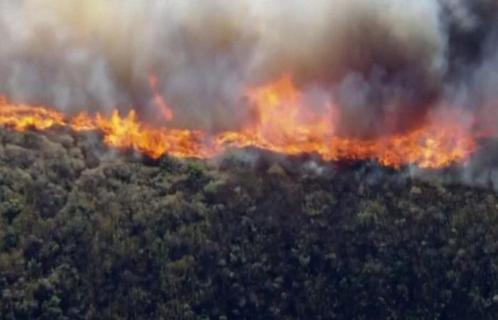 Les forêts californiennes sont ravagées par les flammes