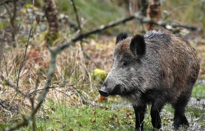 Pour « faire plaisir aux enfants », un couple élève un sanglier pendant un an : l’animal est euthanasié