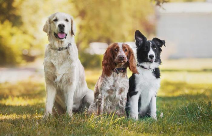 c’est le coût exorbitant d’un chien en Belgique