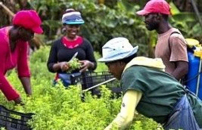 La RD cherche une solution aux travailleurs agricoles haïtiens illégaux