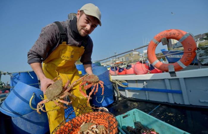 Qu’est-ce que Spider, une étude pour comprendre la prolifération des araignées de mer sur nos côtes ?