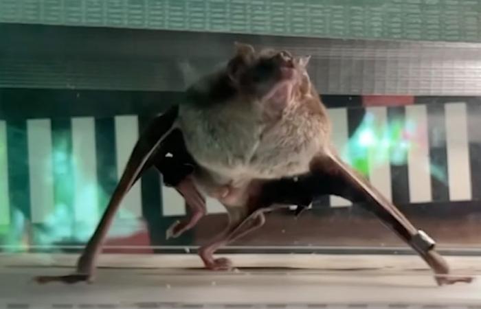 Grâce au sang qu’elles boivent, les chauves-souris vampires peuvent courir plus d’une heure