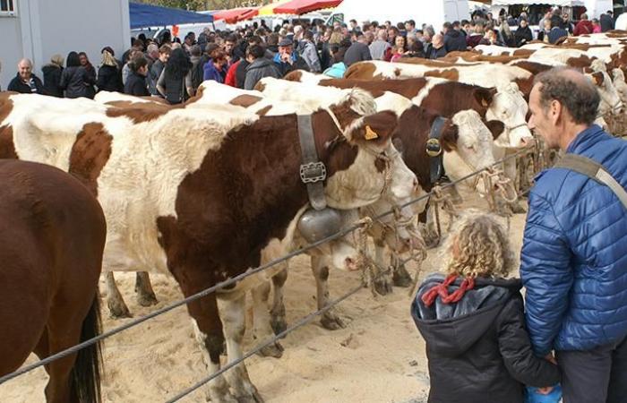 Grande Foire de la Saint-Martin à Seyssel, l’une des plus importantes de la région !