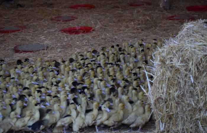 un cas détecté dans le sud du département