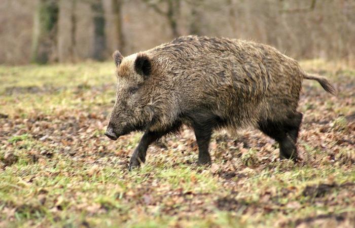 Un chasseur de 52 ans blessé après une charge de sanglier