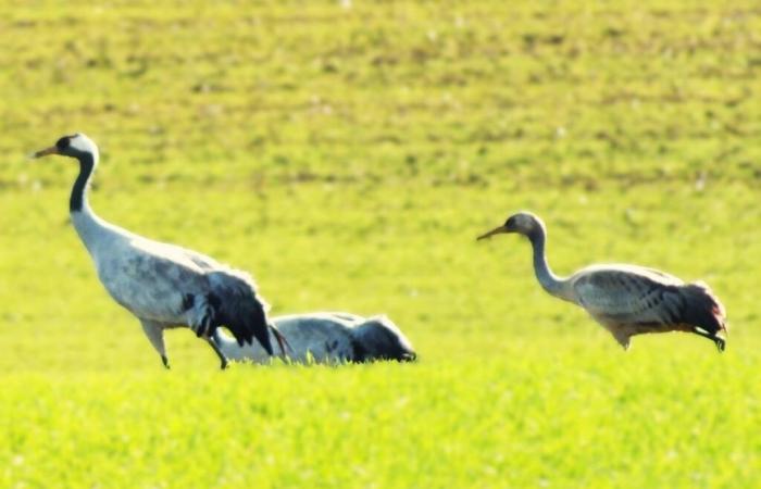 Des centaines de grues cendrées au dessus de la Haute-Marne