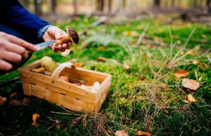 Champignons, attention aux intoxications !