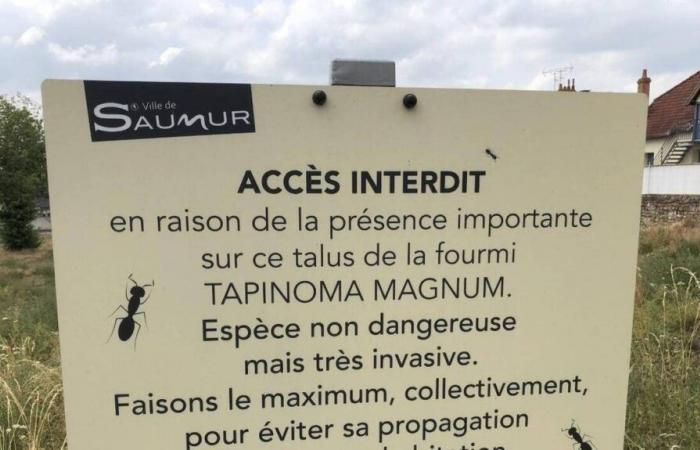 Les fourmis invasives n’ont pas gagné de terrain à Saumur mais le combat continue