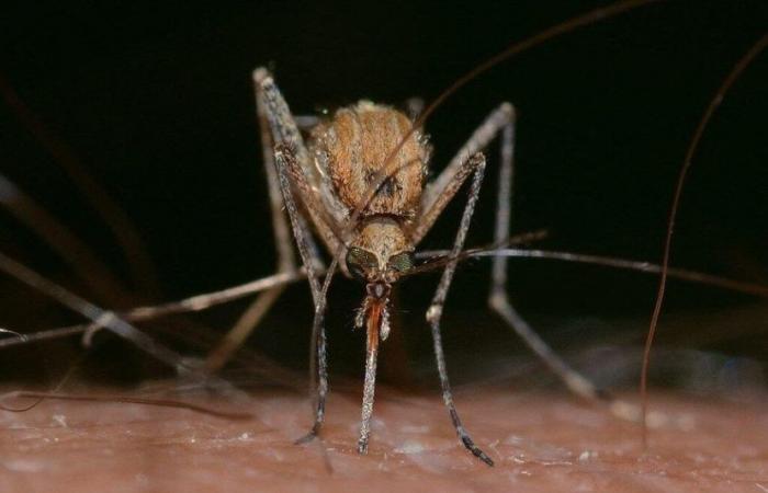 nouveau cas de West Nile en Gironde