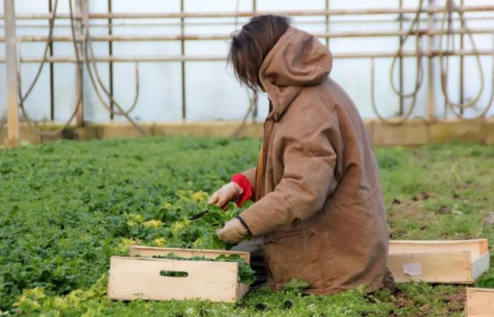 Un agriculteur du Couserans sélectionné pour l’édition 2025 du calendrier « Belles des Prés »