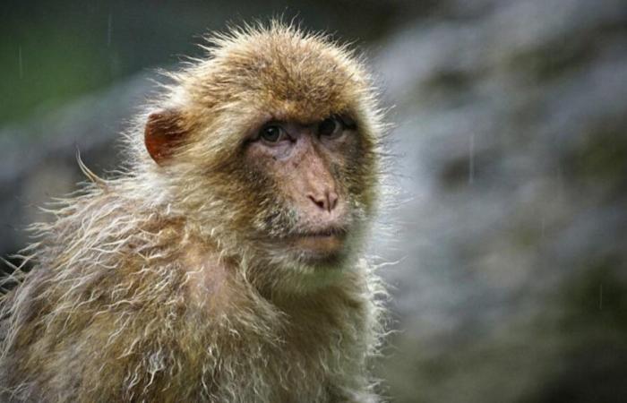 Des dizaines de singes s’échappent d’un centre de recherche, “aucun risque pour la santé” assure la police