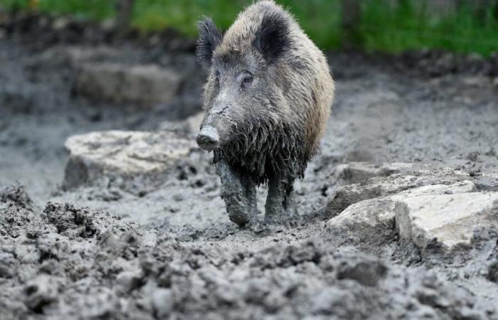 la truie Cocotte confiée à un parc animalier après avoir vécu trois ans dans une étable insalubre