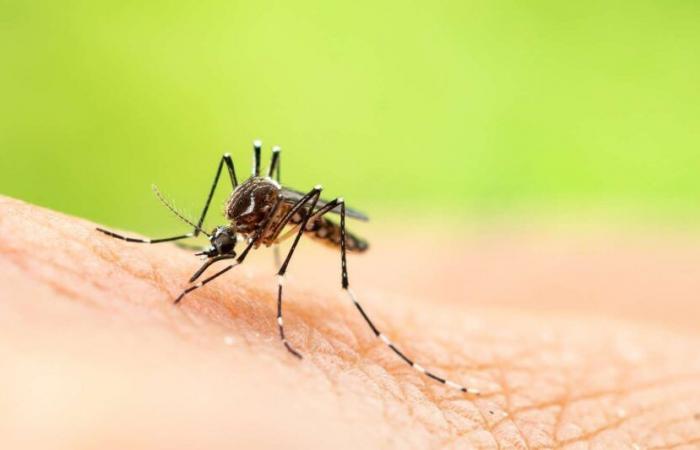 cette méthode anti-moustique assez radicale découverte par les scientifiques pourrait tout changer !