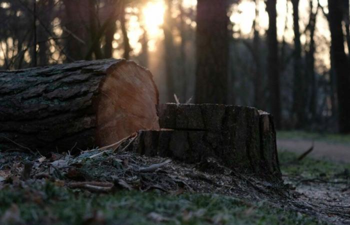 Beauvais. L’Opac de l’Oise va abattre 24 arbres dans le cadre de la démolition d’un immeuble