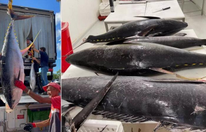 Des poissons pélagiques bientôt capturés en Guyane, une première campagne expérimentale réussie